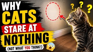 The Hidden Psychology Behind Your Kitten Staring At Walls