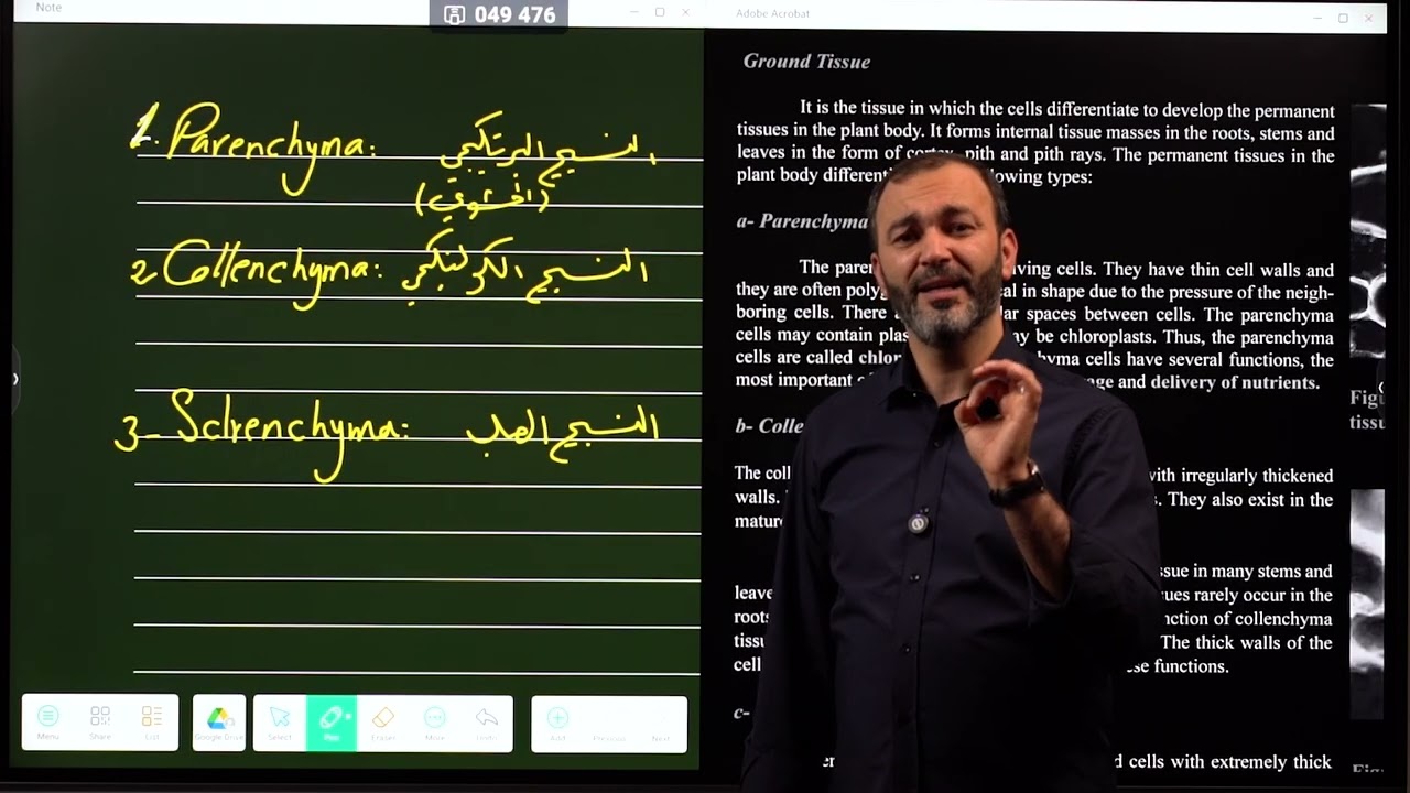 Lesson 20: Plant tissues: Ground Tissues