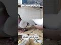 بيض الحمام غير مخصب الدكر بيروق حمام