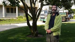 Long Island Tree service does  tree spraying and radial trenching
