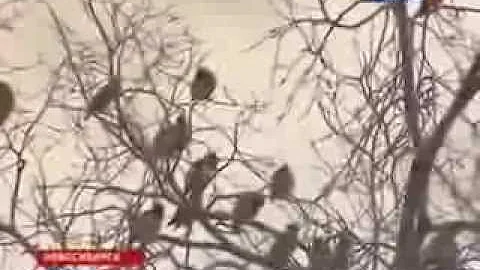 Пьяные Птицы в Новосибирске
