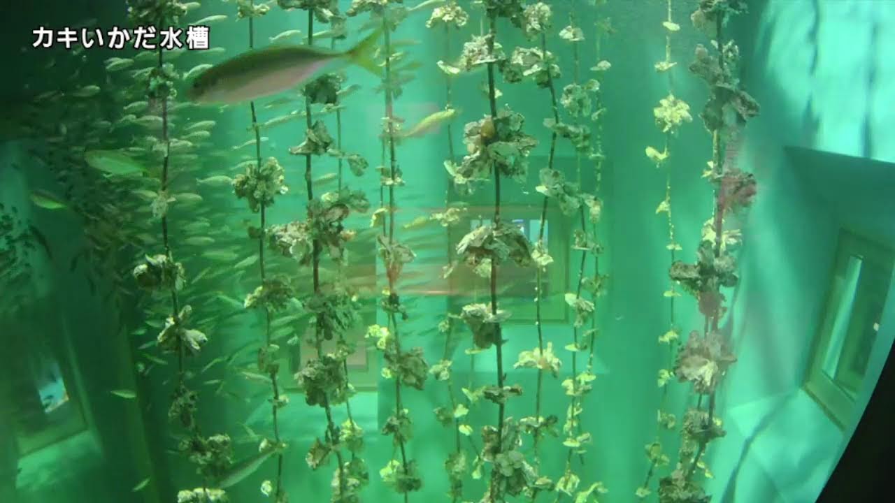 残りわずか！　1t樽　樽　水タンク　プール　生け簀　養殖とか　 Amazon.co.jp: zklaseot 帆布のいけす、ちょすいタンク 折りたたみ可能