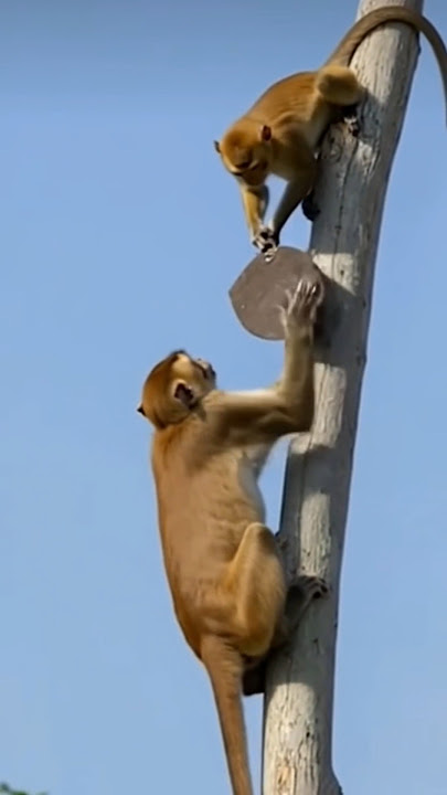 #fouryou #funny #comedyfilms #comedy #colonelkkjϟ #viral #yt #paatakurullo #funnyvideos #love