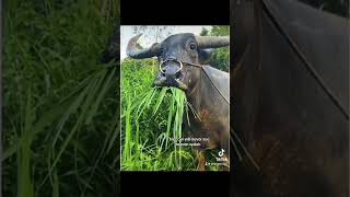 Ekyenge #music #newmusic #bar #duet #dance #goodvibes #afropop