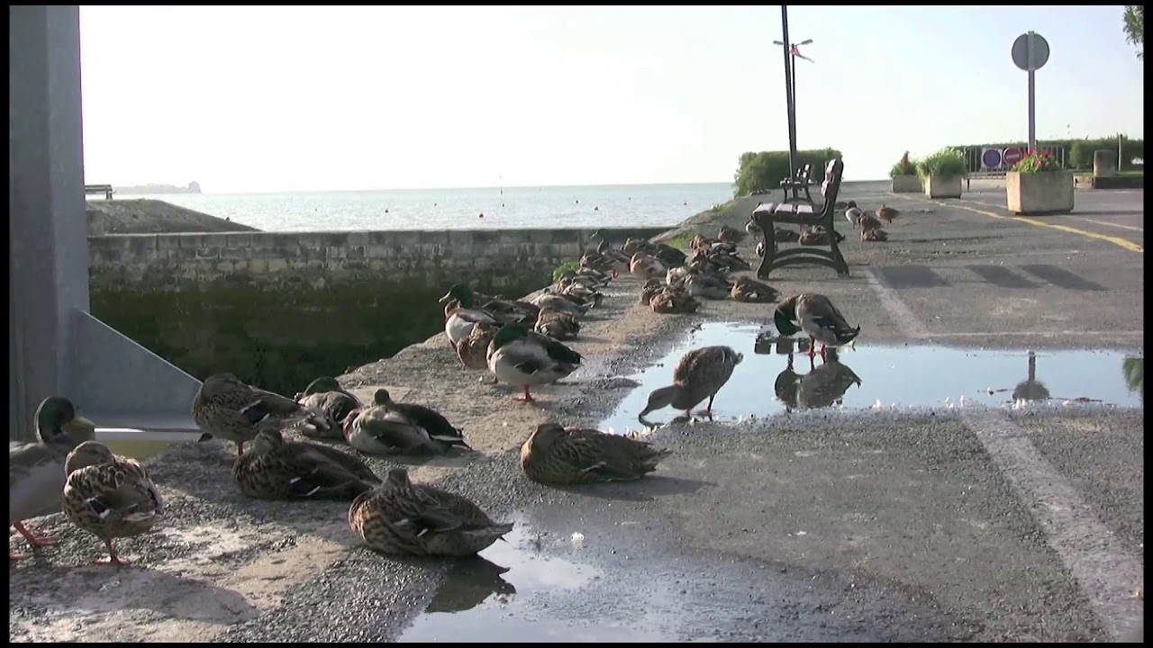 Découvrez la ville de Meschers sur Gironde
