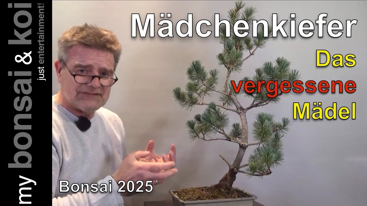 Bonsai 2025-7 - Mädchenkiefer - Pinus parviflora - Das vergessene Mädel!