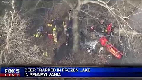 Deer rescued from frozen lake