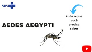 Aedes Aegypti  biologia do vetor, ciclo de transmissão, doenças, transmissão, fases e controle.