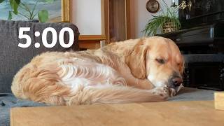 5 Minute Golden Retriever Countdown. 🐾 Waiting for the Woof!