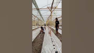 Thumbnail of Update Green House Sekar Wangi tahap penanaman melon ke 2