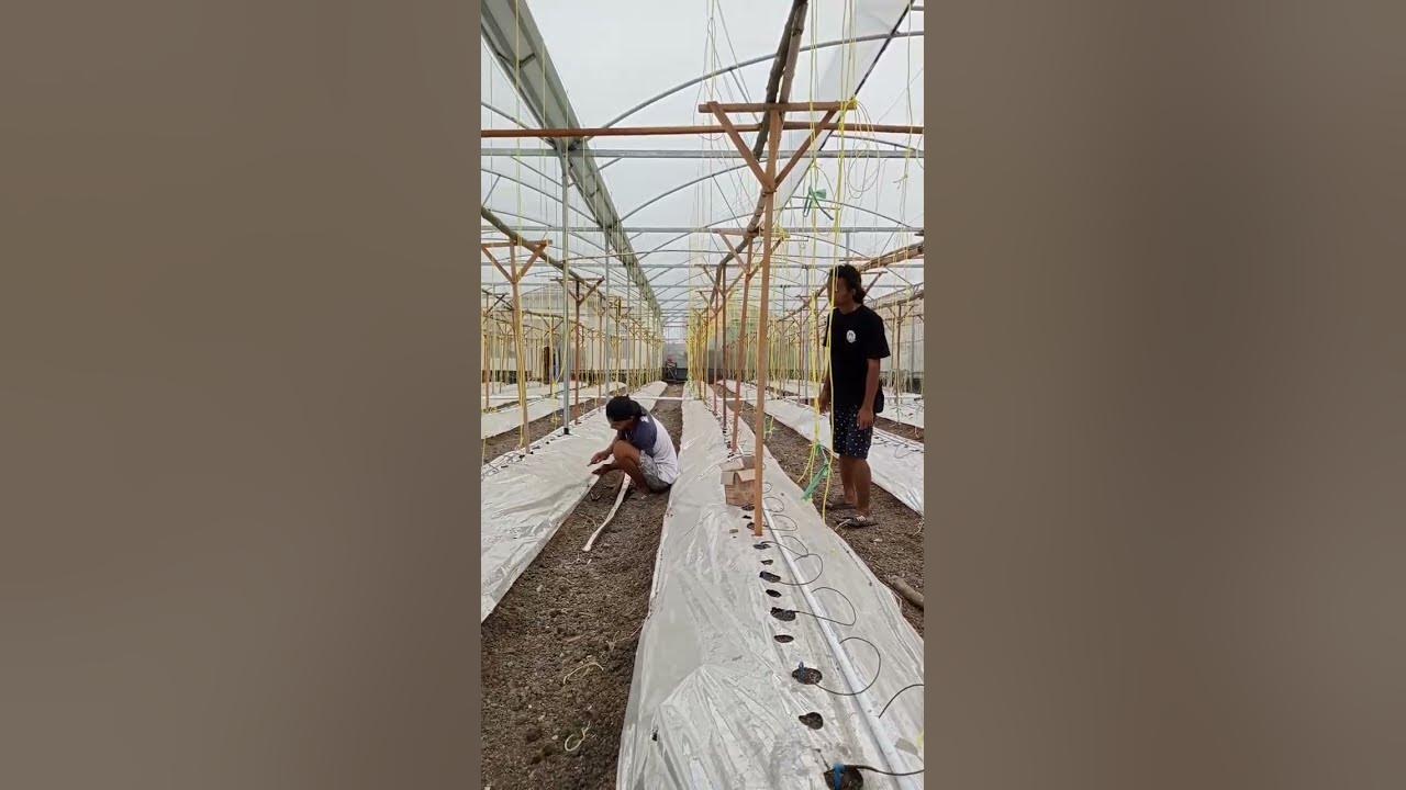 Update Green House Sekar Wangi tahap penanaman melon ke 2