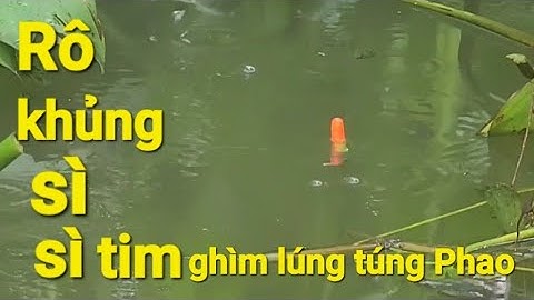 Câu Cá Rô Trê/Cặp theo sông Lớn, Ụ cỏ Lục Bình, đụng Rô Khủng ghìm Phao liền.