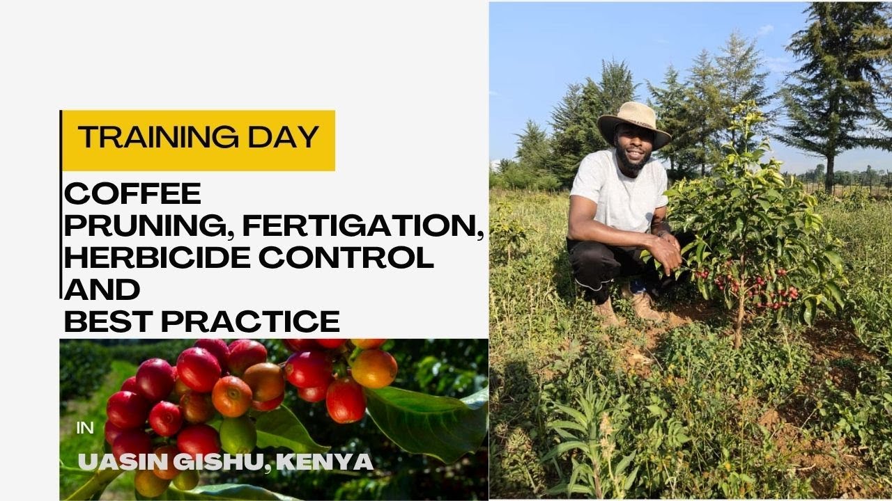 My first coffee management training: Pruning, Fertilizing, Weeds and Disease control.