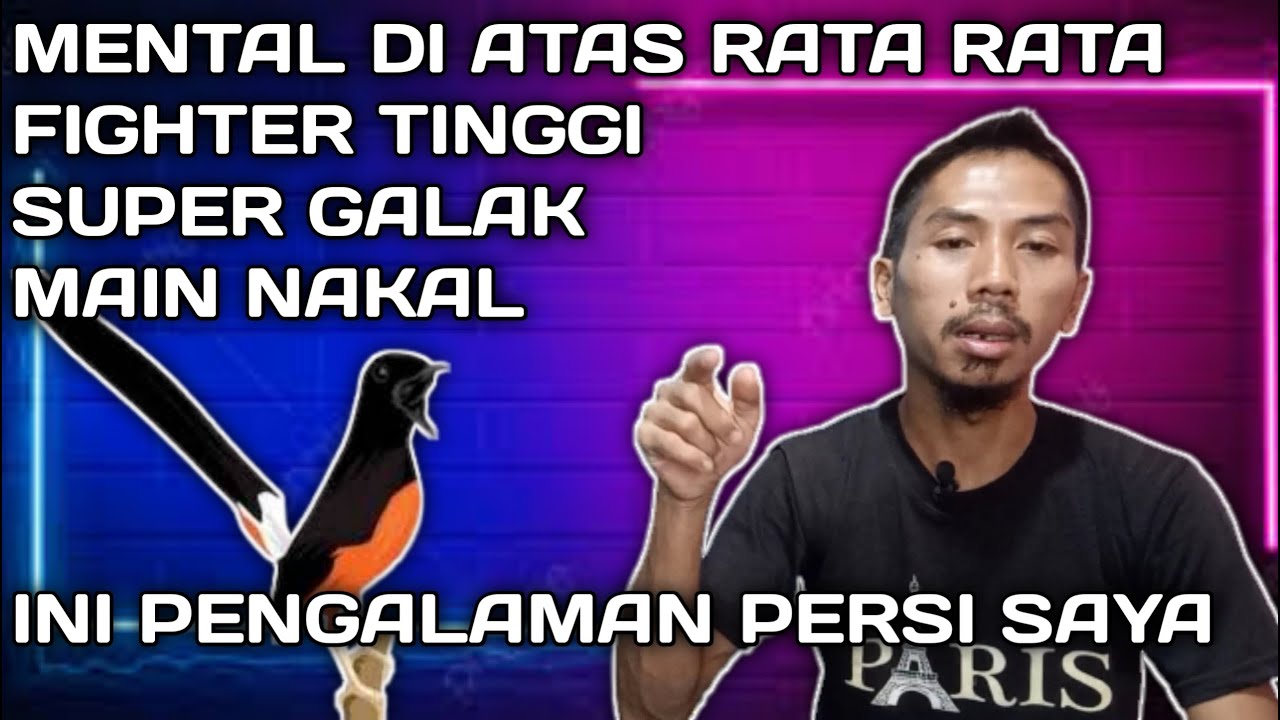 ef harian dan lomba untuk murai batu yang mainnya galak dan nakal