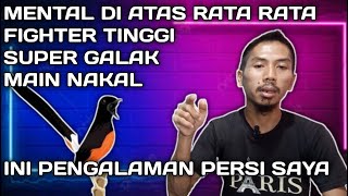 ef harian dan lomba untuk murai batu yang mainnya galak dan nakal