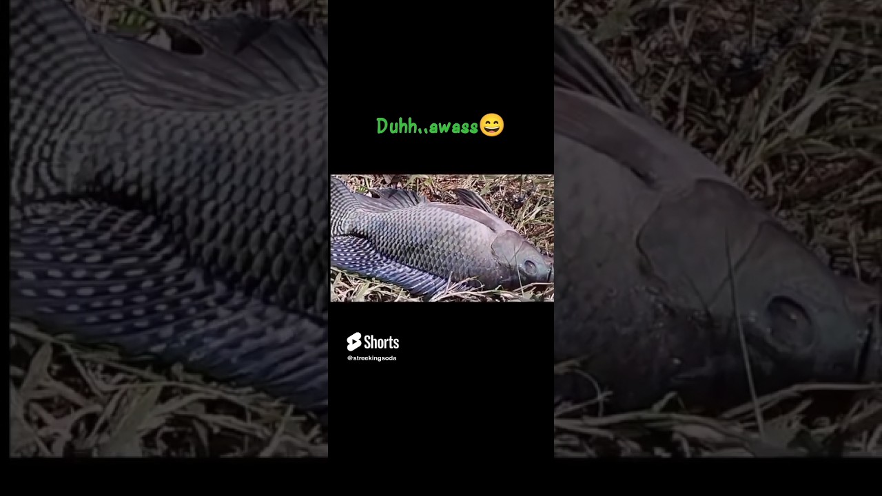 ikan nya pasrah 😆