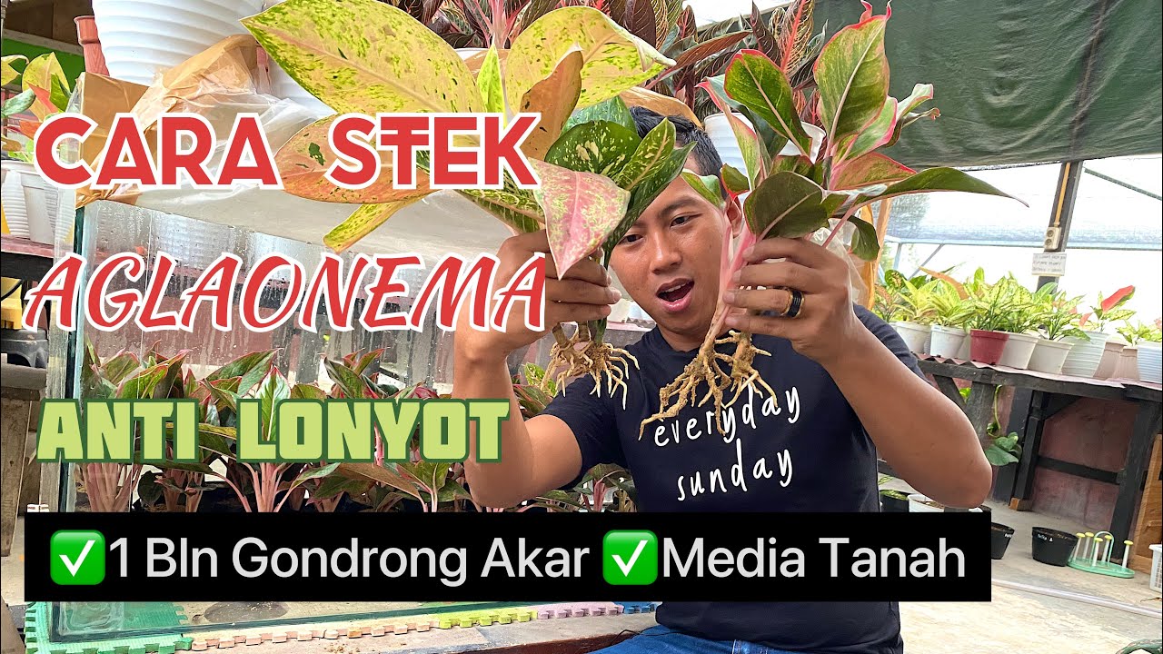 Perbanyak Aglonema Dengan Cara Yg Paling Mudah, Murah & Anti Lonyot
