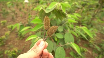 Cây An Xoa Khắc Tinh của Bệnh Xơ Gan Cổ Trướng - 0976 836 586