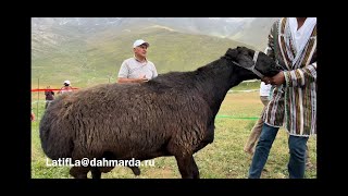 Международная конференция по гиссарским овцам, смотр овец часть 5