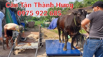 CÂN ĐIỆN TỬ - CÂN ĐỘNG VẬT - BÀN GIAO CÂN ĐIỆN TỬ - 0975 922 685