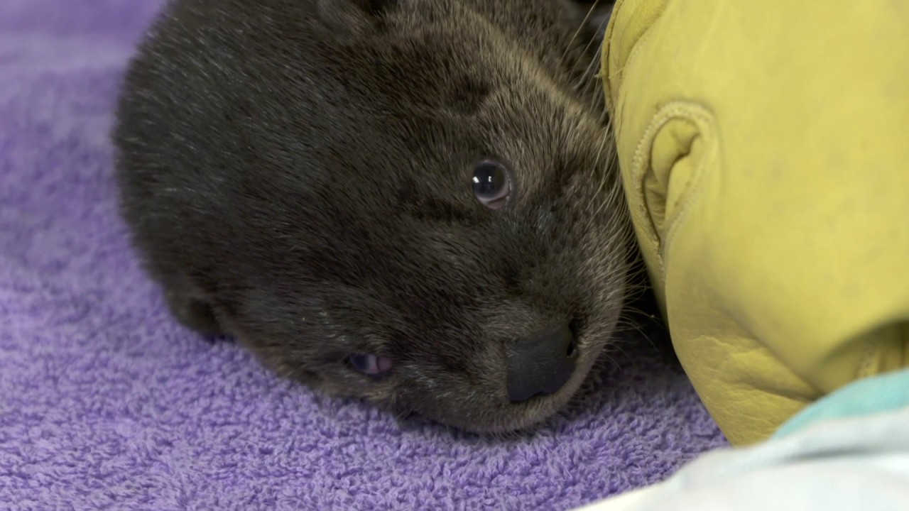 Meet Murray the Rescued Otter Kit