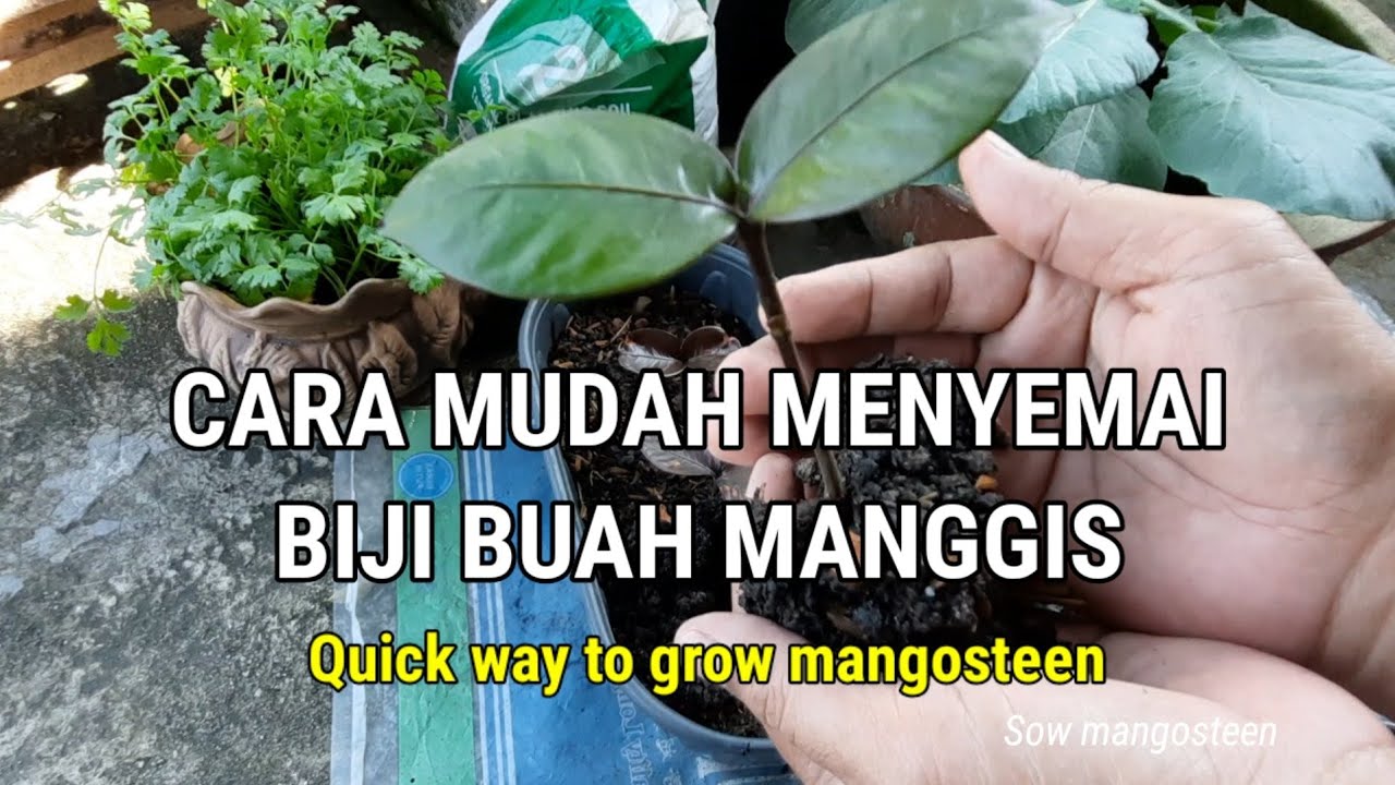 CARA MUDAH MENYEMAI BIJI MANGGIS 🌱 Quick way to grow mangosteen