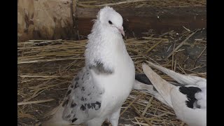 ГОЛУБИ НЕ ПЕРЕСТАЮТ УДИВЛЯТЬ !!#pigeons​​​##Tauben​​​##աղավնիներ​​​##göyərçinlər​​​##көгершіндер​​​#