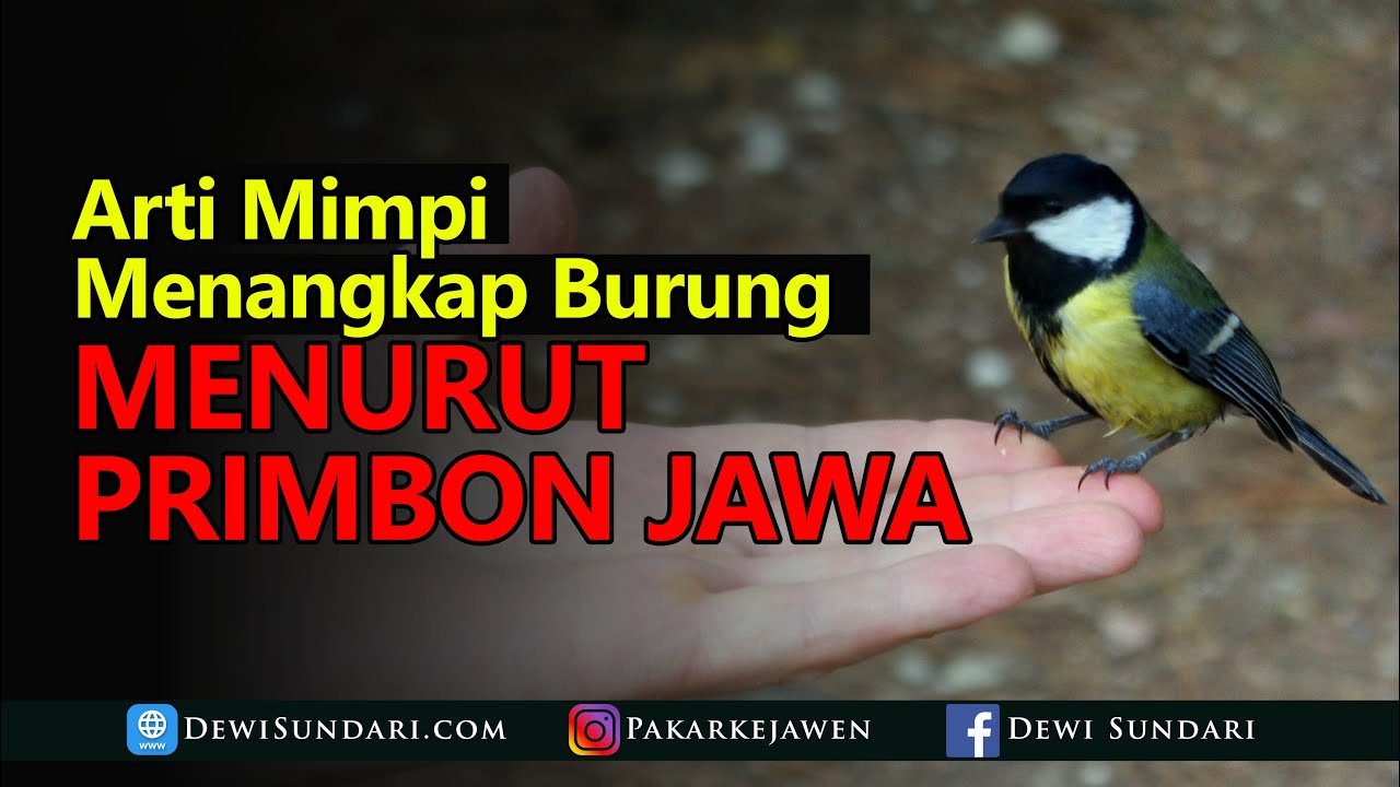 Arti Mimpi Menangkap Burung Menurut Primbon Jawa - YouTube