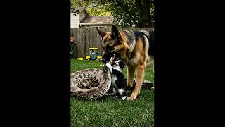 A split second from disaster, the dog step in 🐶 على بعد ثانية واحدة من الكارثة، تدخل الكلب