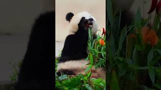 Giant #Panda Yu Ai’s Reaction to Her Keeper’s Fruit Bouquet Gift#cutepanda #pandas #funnyshort #fyp