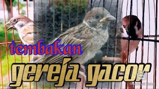 suara masteran BURUNG GEREJA dan suara terapi air