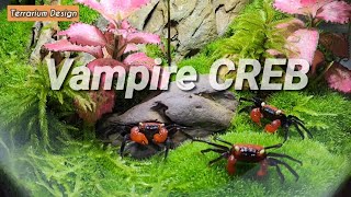 Vampire CREB |뱀파이어 크랩  레드 데빌#vivarium#뱀파이어크랩