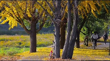 الآية 99_102 من سورة الكهف القارئ أنس الجهني