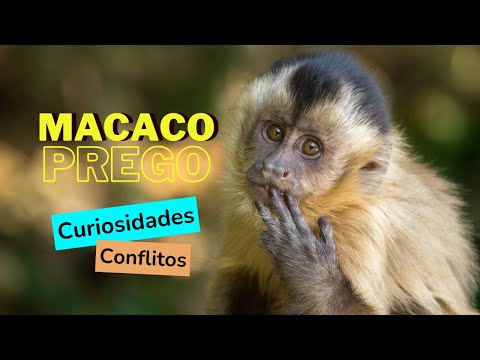 MACACO-PREGO - Curiosidades. Você sabia?