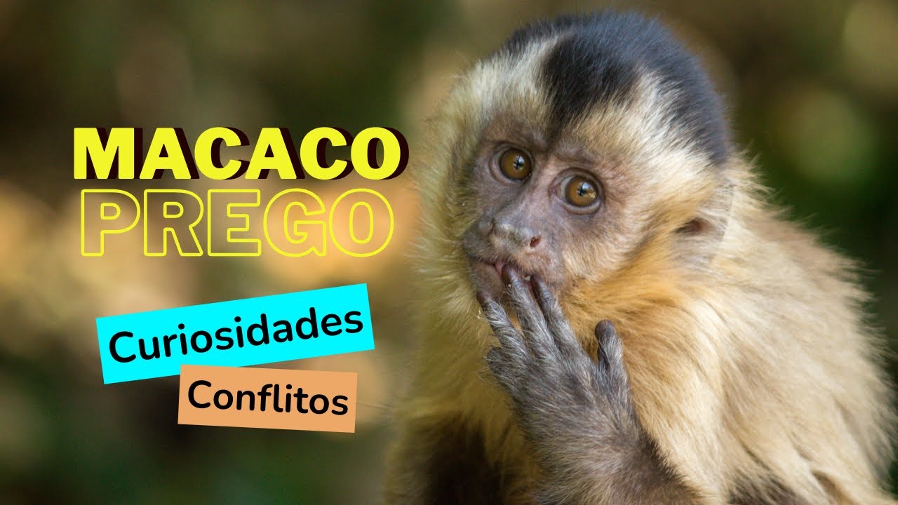 MACACO-PREGO - Curiosidades. Você sabia?