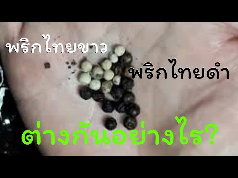 วีดีโอ: เรียนรู้การระบุต้นพริกไทย: ต้นพริกไทยแตกต่างกันอย่างไร