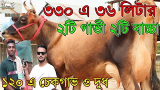 ১টি গাভীর টাকায় ২টি ৩৬ লিটার দুধের গাভী ও ২ টি বাচ্চা সাথে ফ্রী! জীবনের সেরা পর্তায় দামে গাভী।