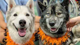 The Dogs Prepare for Our First Pet Expo Without Memphis