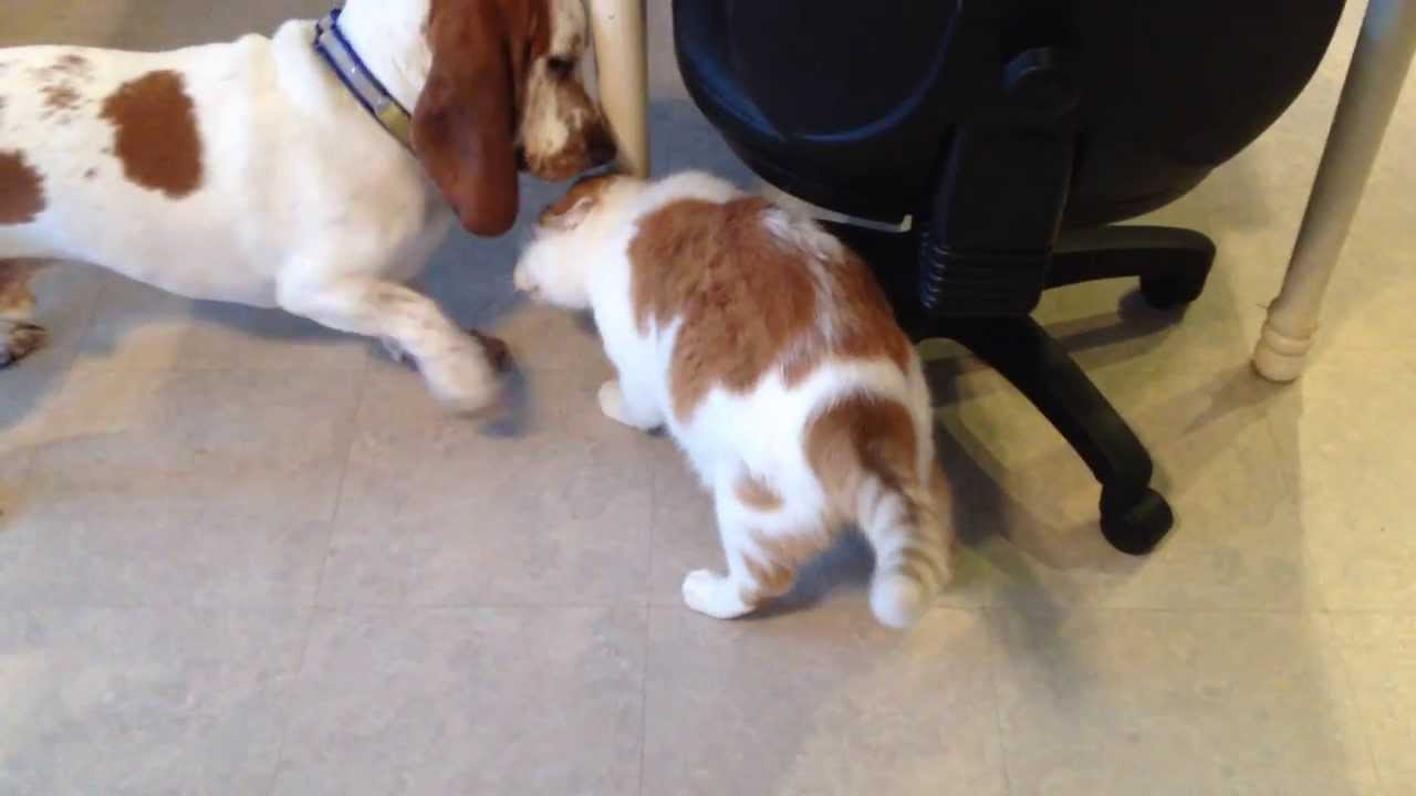 Basset Hound and cat playing YouTube
