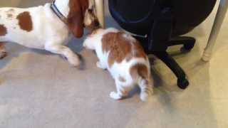 Basset Hound and cat playing