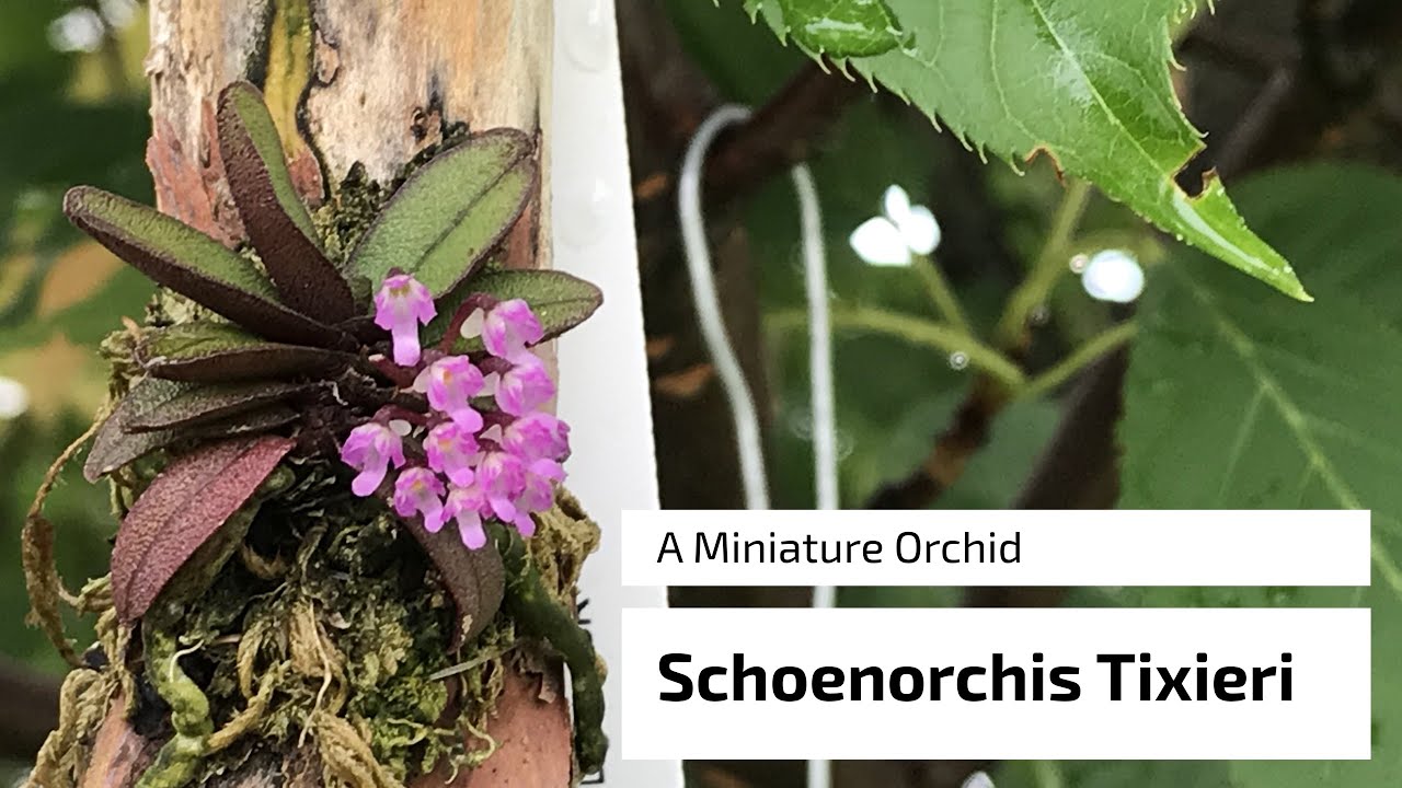 The Schoenorchis Tixieri - A Miniature Orchid from Andy's Orchid