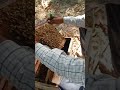 madhumakkhi Palan kaise karen | madhumakkhi Palan Mein क्या-क्या pareshaniyan hoti hai | #short