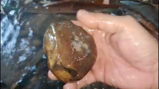Finding fossil wood and jasper stone(01)26-06-2025