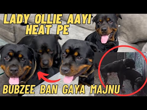 Rottweiler Bubzee And Ollie Ne Kari Mating: Bubzee Firse Bana Majnu | Lady Ollie Aayi Heat Pe