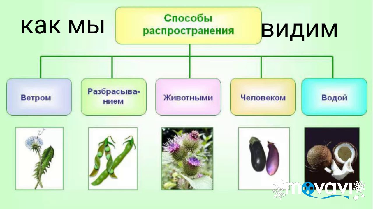 Плоды распространяемые ветром