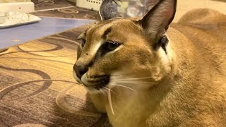 Big Floppa is Eating a Snack : Caracal