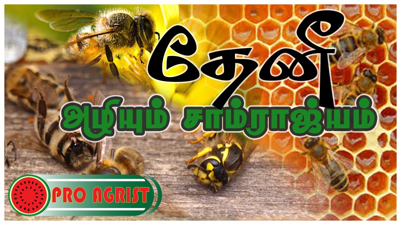 The Destructive Nature of Honey Bees in Tamil YouTube