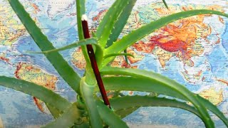 aloe recept hipertónia esetén