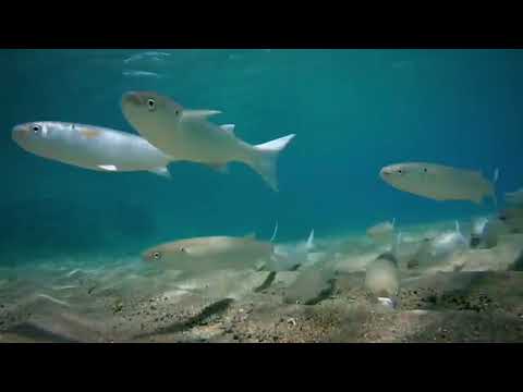 Blue Martin part 3 # jungle# discovery channel #