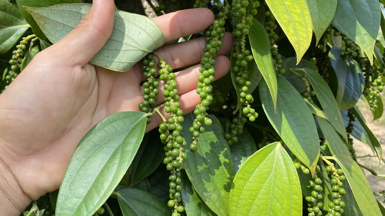 Bổ sung phân kali giúp trái hồ tiêu chắc nhân và nhanh già.